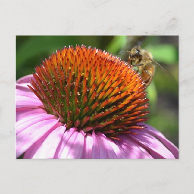 Echinacea inspiration-vykort vykort (Framsida)