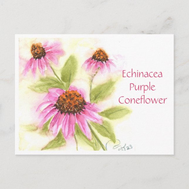 Echinacea Lila Coneflower Post Card Vykort (Framsida)