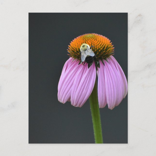 Echinacea lila coneflower vycard vykort (Framsida)