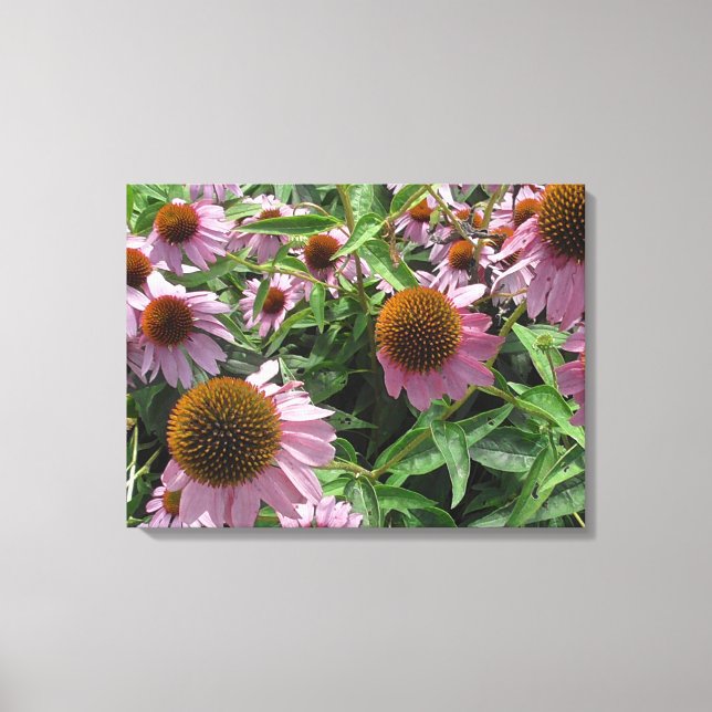 Echinacea Lila och Gult Cone Flowers Canvastryck (Framsida)