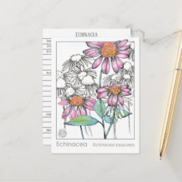 Echinacea Materia Medica Örtstudie Växter Kort