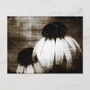 Echinacea Mörk Dreams Vykort