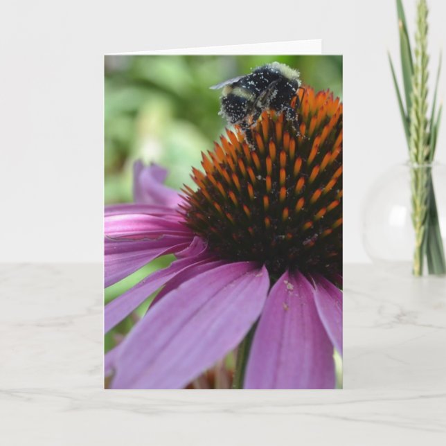 Echinacea och bi kort (Framsida)