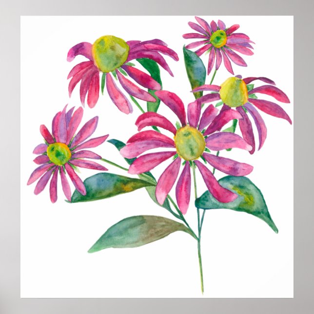 Echinacea Poster (Framsidan)