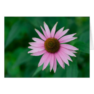 Echinacea purpurea hälsningskort