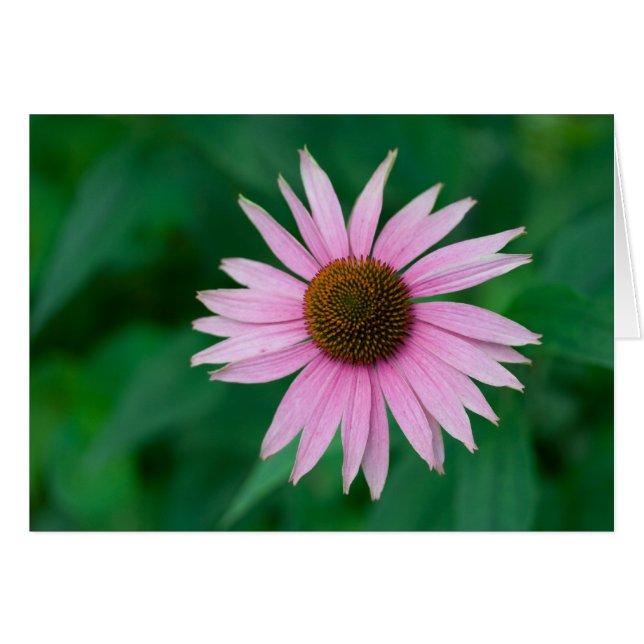 Echinacea purpurea hälsningskort (Framsidan Horizontal)