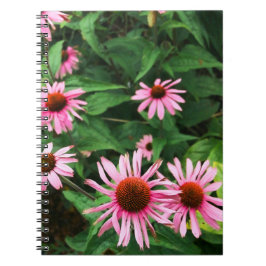 Echinacea Purpurea, Lila Coneflower Anteckningsbok