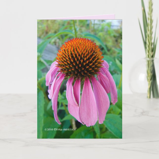 Echinacea Rosa Kort (Framsida)
