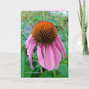 Echinacea Rosa Kort
