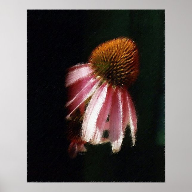 Echinacea Silhouette SK Poster (Framsidan)