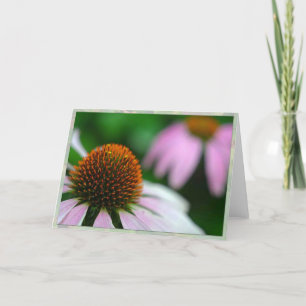 Echinacea två kort
