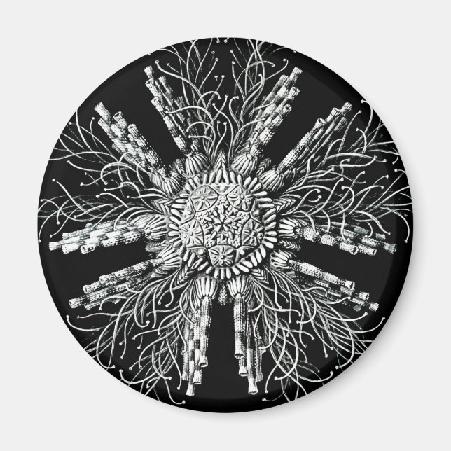 Echinidea Magnet (Framsidan)
