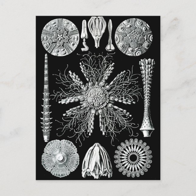 Echinidea-vykort Vykort (Framsida)