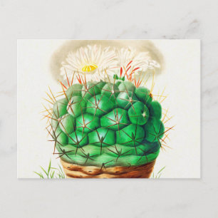 Echinocactus Cactus vintage illustrerad Vykort