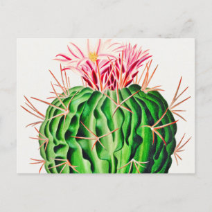 Echinocactus Pentacanthus Cactus vintage Vykort