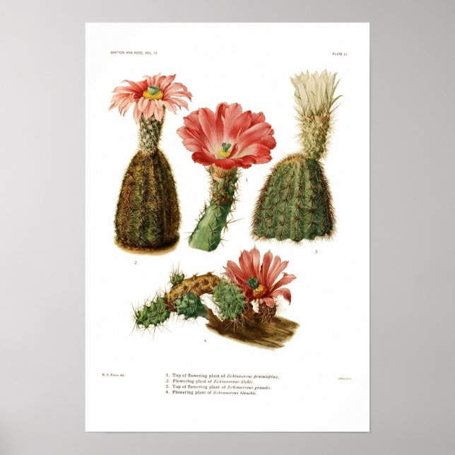 Echinocereus spp. poster (Framsidan)
