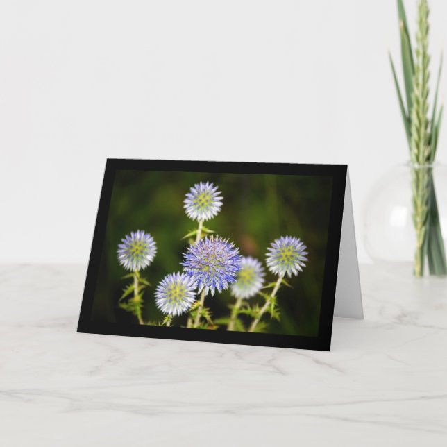 Echinops Sphaerocephalus, Körtelklotdistel Kort (Framsida)