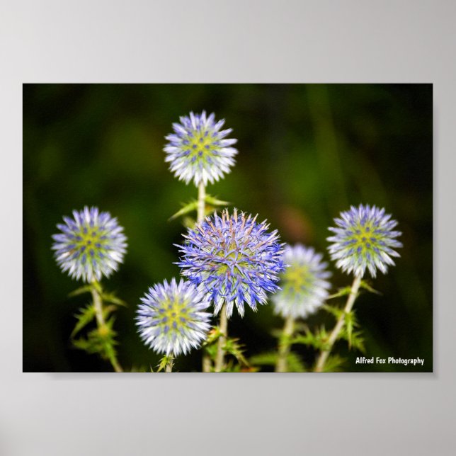 Echinops Sphaerocephalus, Körtelklotdistel Poster (Framsidan)