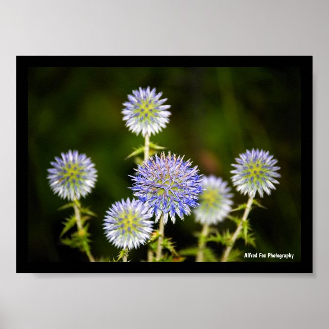 Echinops Sphaerocephalus, Körtelklotdistel Poster (Framsidan)