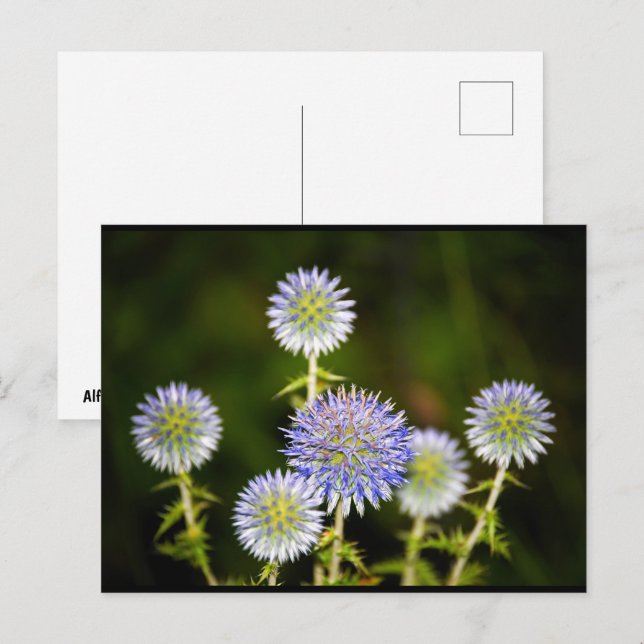 Echinops Sphaerocephalus, Körtelklotdistel Vykort (Fram/baksida)