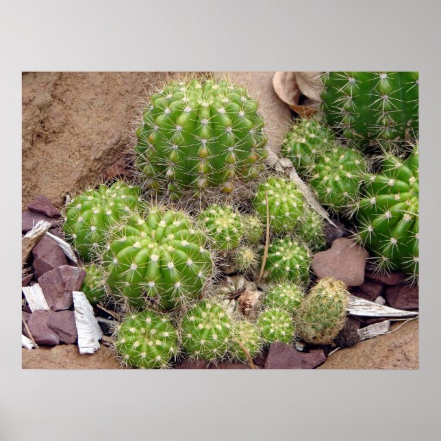 Echinopsis Bruchii Poster (Framsidan)
