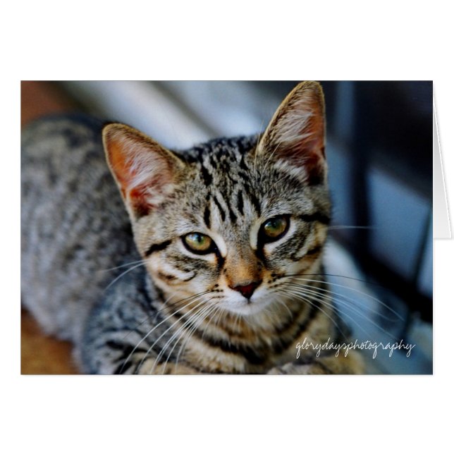 Echo, glorydaysphotografi hälsningskort (Framsidan Horizontal)