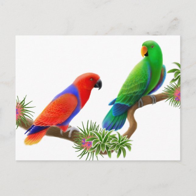 Eclectus Birds vycard Vykort (Framsida)