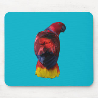 Eclectus Musmatta