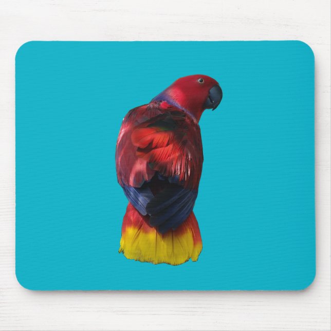 Eclectus Musmatta (Framsidan)
