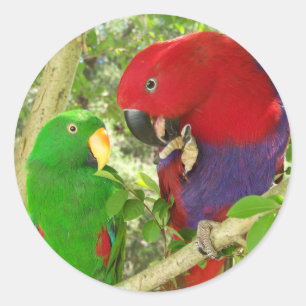 Eclectus Pair Runt Klistermärke