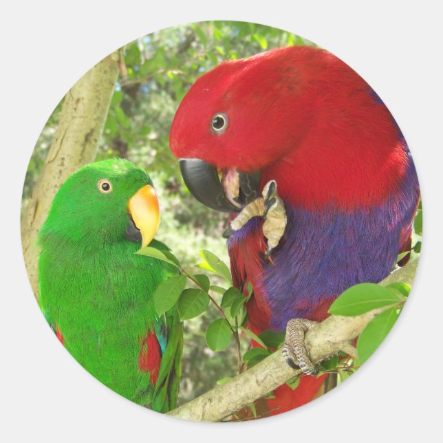 Eclectus Pair Runt Klistermärke (Framsida)