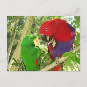 Eclectus Pair Vykort