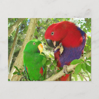 Eclectus Pair Vykort