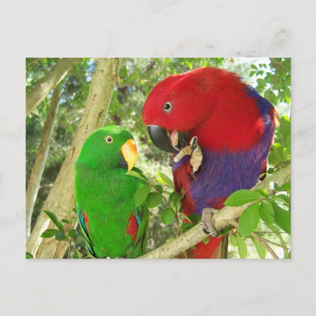Eclectus Pair Vykort (Framsida)
