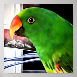 Eclectus Papegoja Fyrkantig Affisch