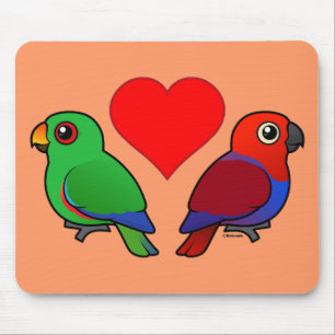 Eclectus papegojakärlek musmatta