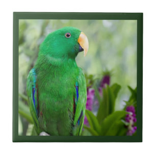 Eclectus papegojamanlig kakelplatta