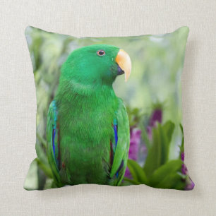Eclectus papegojamanlig kudde