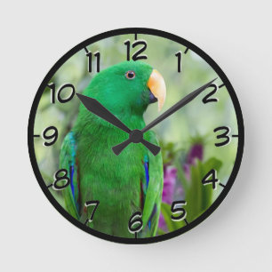 Eclectus papegojamanlig rund klocka