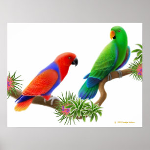 Eclectus papegojor & Bromeliads tryck