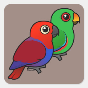 Eclectus parar fyrkantigt klistermärke