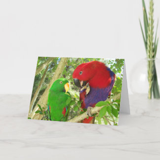 Eclectus parar kort