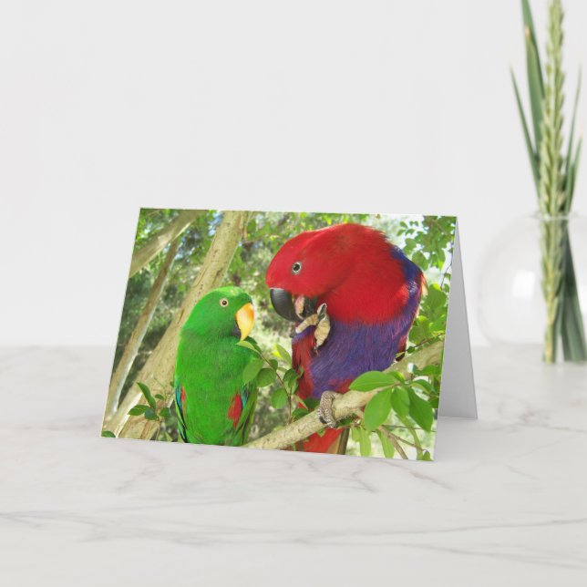 Eclectus parar kort (Framsida)