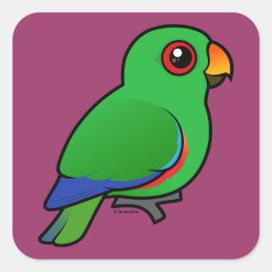 Eclectus Parrot Fyrkantigt Klistermärke