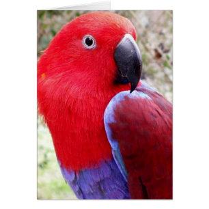 Eclectus Parrot Hälsningskort