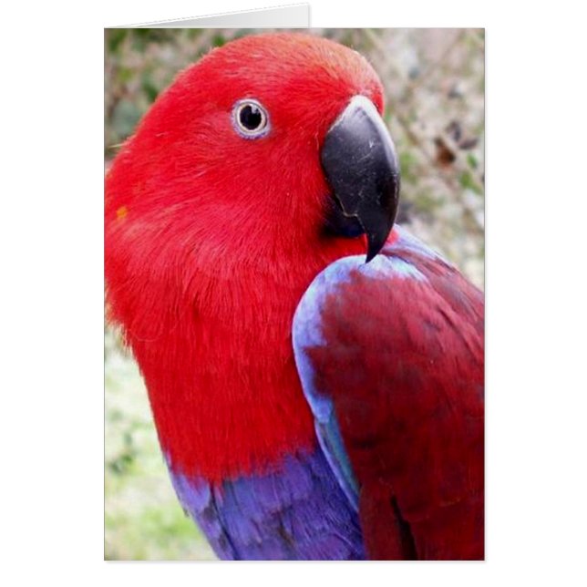 Eclectus Parrot Hälsningskort (Framsidan)