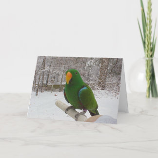 Eclectus Parrot Helgkort