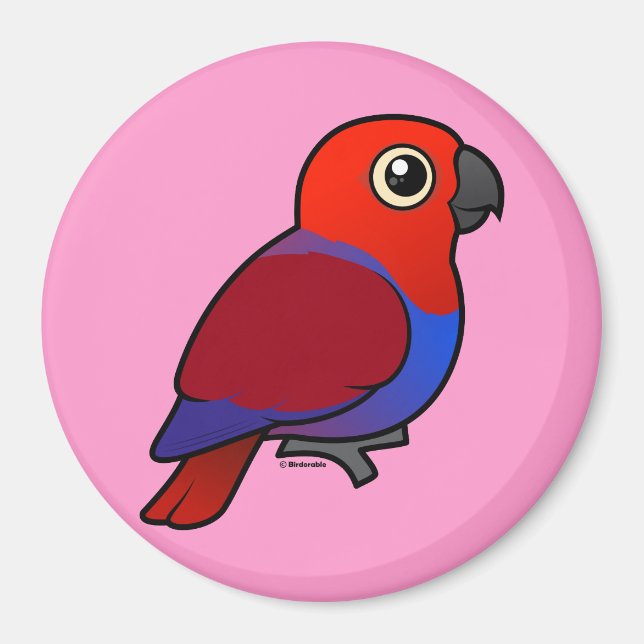 Eclectus Parrot Magnet (Framsidan)