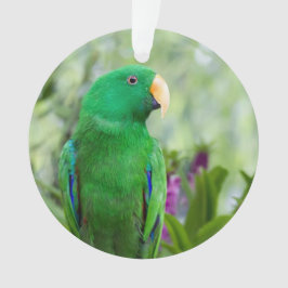 Eclectus Parrot Male