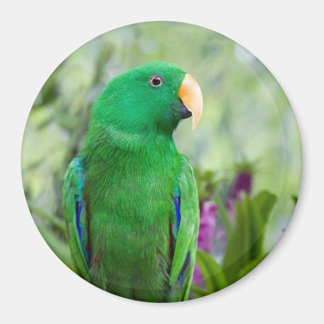 Eclectus Parrot Male Magnet (Framsidan)